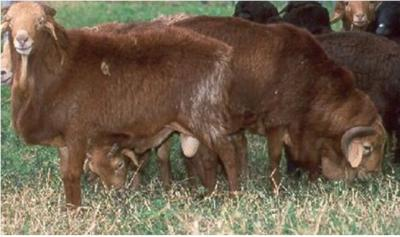 MEAT SHEEP
